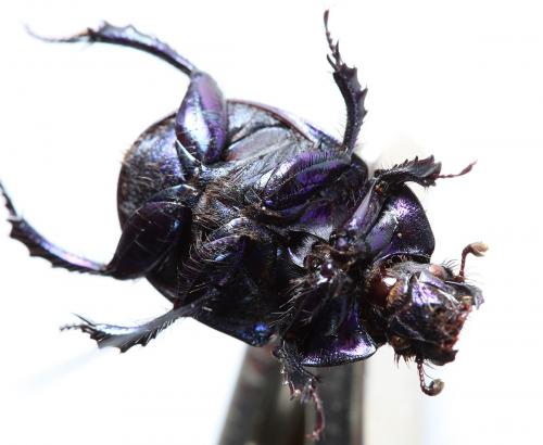 Anoplotrupes stercorosus