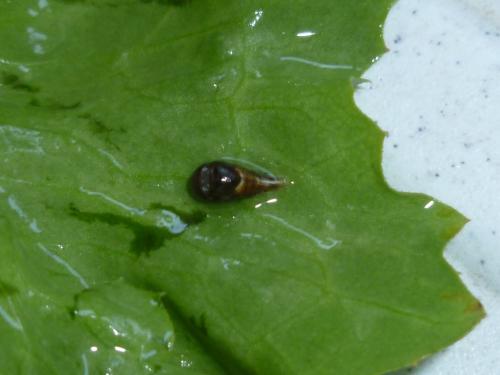 Episyrphus balteatus