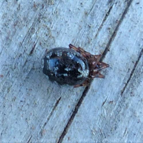 Enoplognatha mandibularis