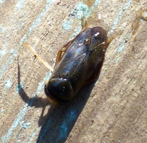 Corixa punctata