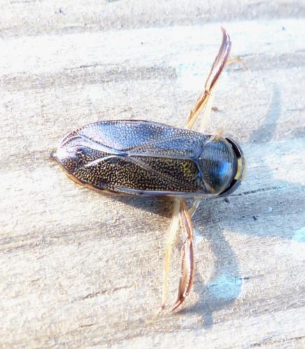 Corixa punctata