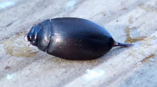 Réf. 224 039 : Agabus sp.