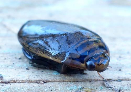 Réf. 224 108 : Acilius sulcatus