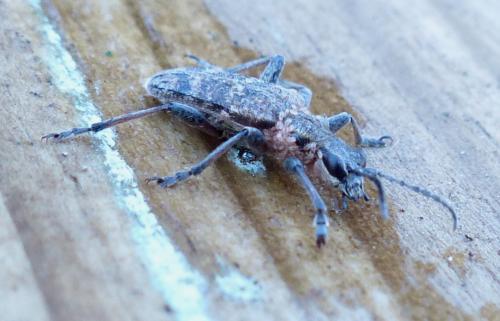 Rhagium inquisitor