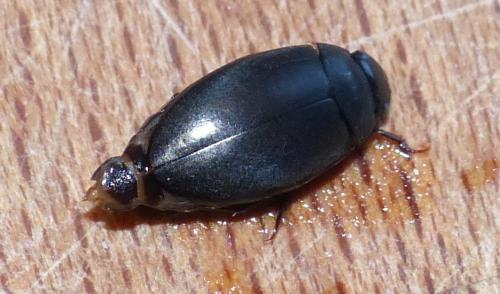 Réf. 224 120 : Agabus sp.