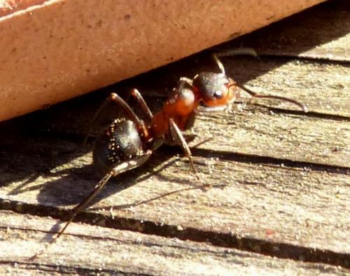 Formica rufa