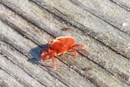 Allothrombium sp.