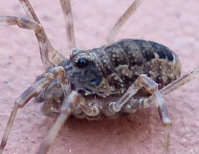 Réf. 224 227 : Rilaena triangularis