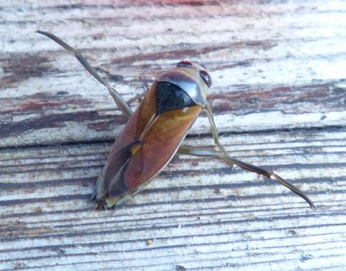 Notonecta meridionalis