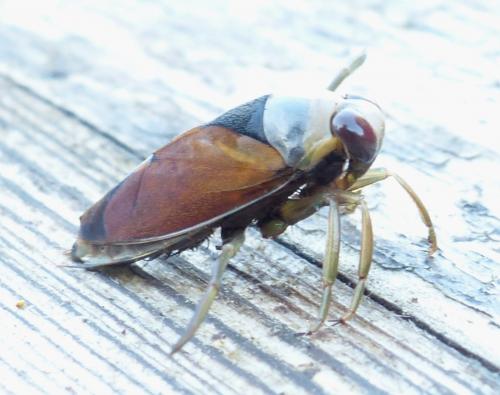 Notonecta meridionalis