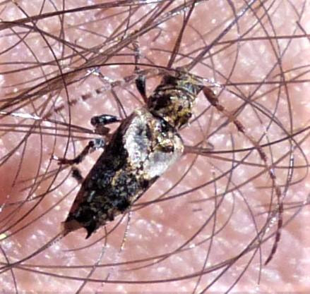Réf. 224 197 : Pogonocherus hispidus