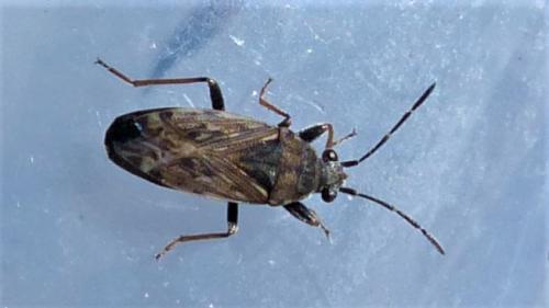 Réf. 224 309 : Peritrechus gracilicornis