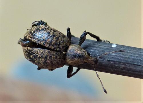 Liophloeus tessulatus