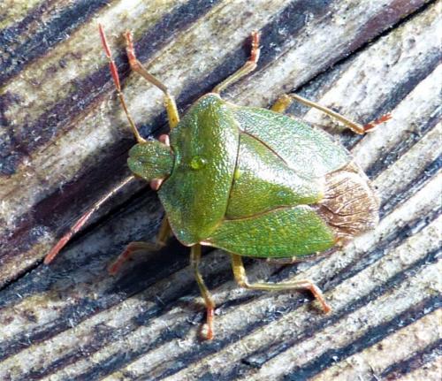 Palomena prasina