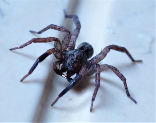 Trochosa terricola