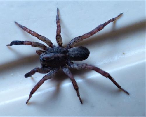 Trochosa terricola