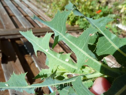 Réf. 224 506 : Hecatera dysodea
