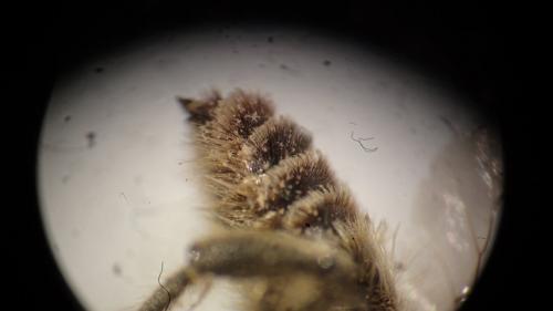Lithurgus chrysurus