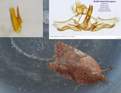 Acleris ferrugana