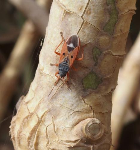 Cosmopleurus fulvipes