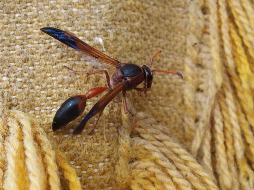 Réf. 224 184 : Delta dimidiatipenne