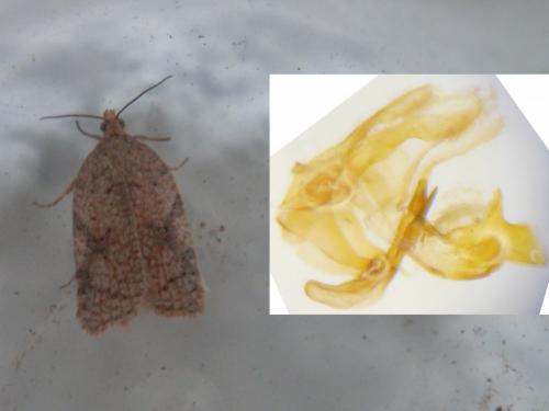 Acleris ferrugana