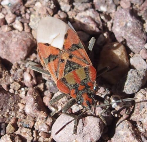 Réf. 224 776 : Spilostethus pandurus