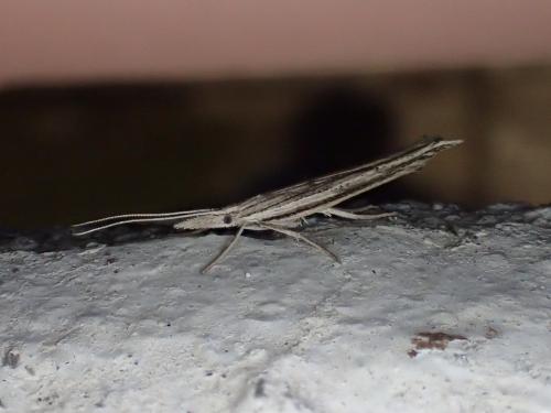 Réf. 224 307 : Ypsolopha mucronella