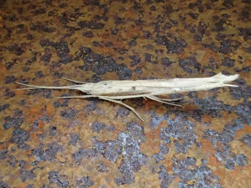 Réf. 224 306 : Ypsolopha mucronella