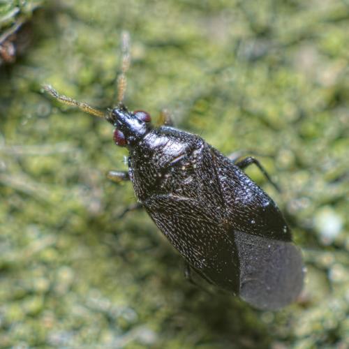 Réf. 224 580 : Orius niger