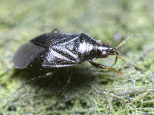 Réf. 224 581 : Orius niger