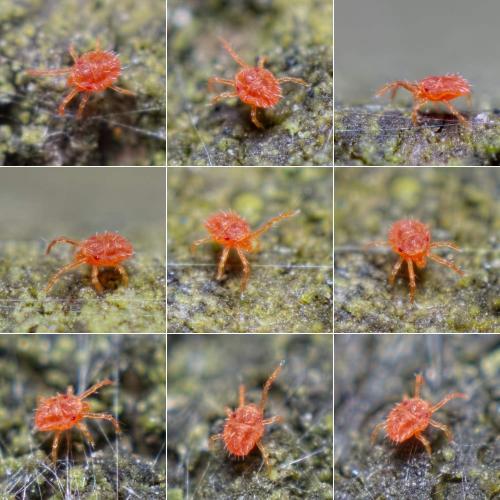 Réf. 224 331 : Bryobia rubrioculus