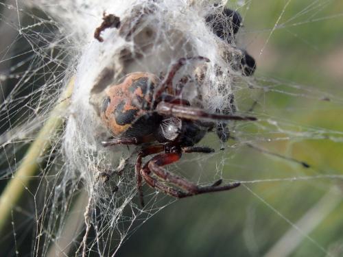 Réf. 224 474 : Larinioides suspicax