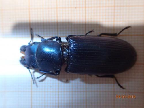 Réf. 224 379 : Temnochila colossus