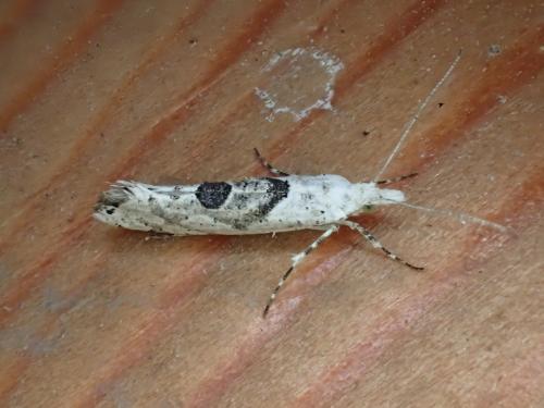 Ypsolopha asperella