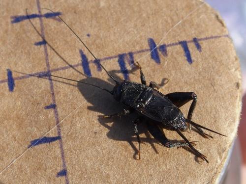 Gryllus sp.