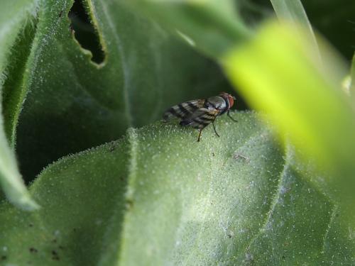 Ceroxys urticae