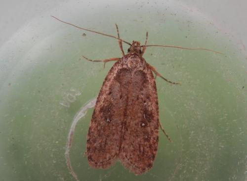 Agonopterix ciliella