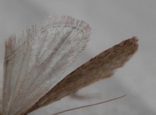 Agonopterix ciliella