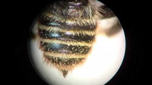 Lithurgus chrysurus