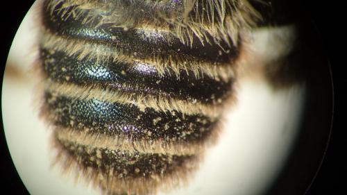 Lithurgus chrysurus
