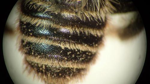 Lithurgus chrysurus