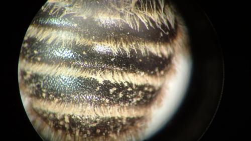 Lithurgus chrysurus