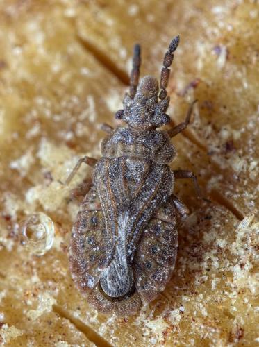 Réf. 224 975 : Aradus cinnamomeus