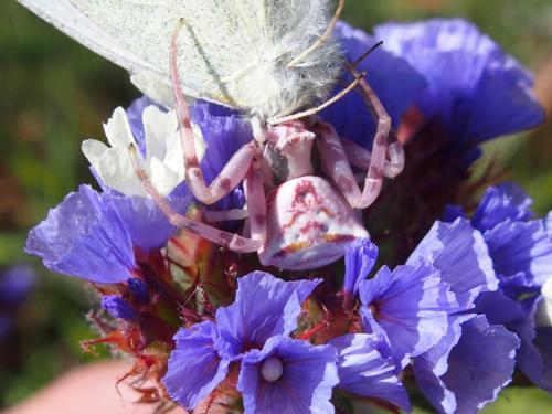 Thomisus onustus