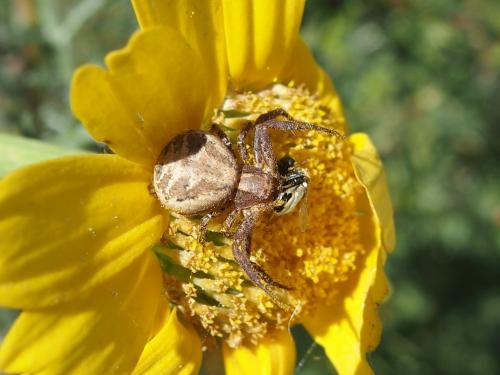 Xysticus sp.
