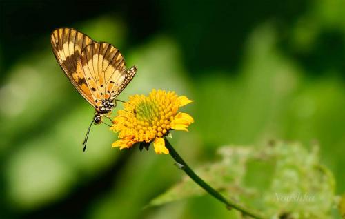 Réf. 224 921 : Acraea acerata
