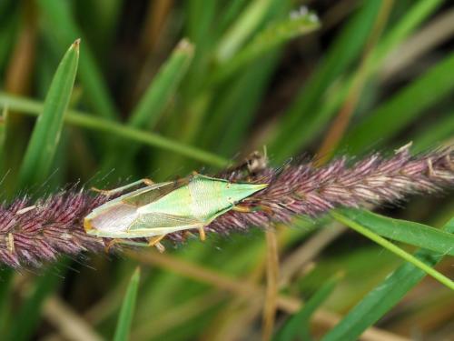 Acoloba lanceolata