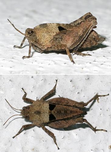 Tetrix tenuicornis