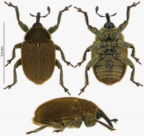 Réf. 224 471 : Rhinusa neta